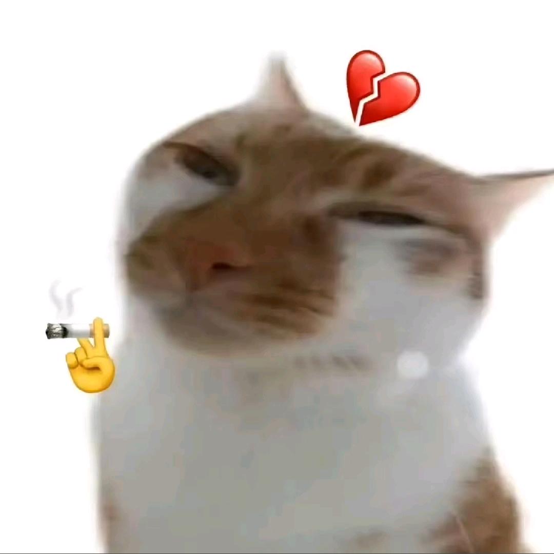 伤感猫/.