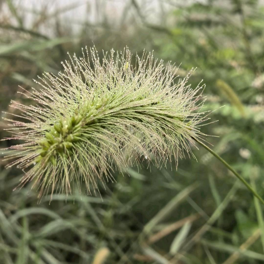 不会做饭的厨子