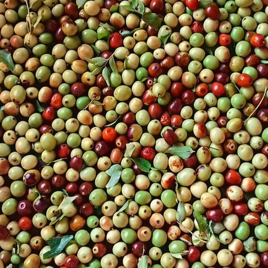 冬凌草，柴胡，黄芩，种值及管理