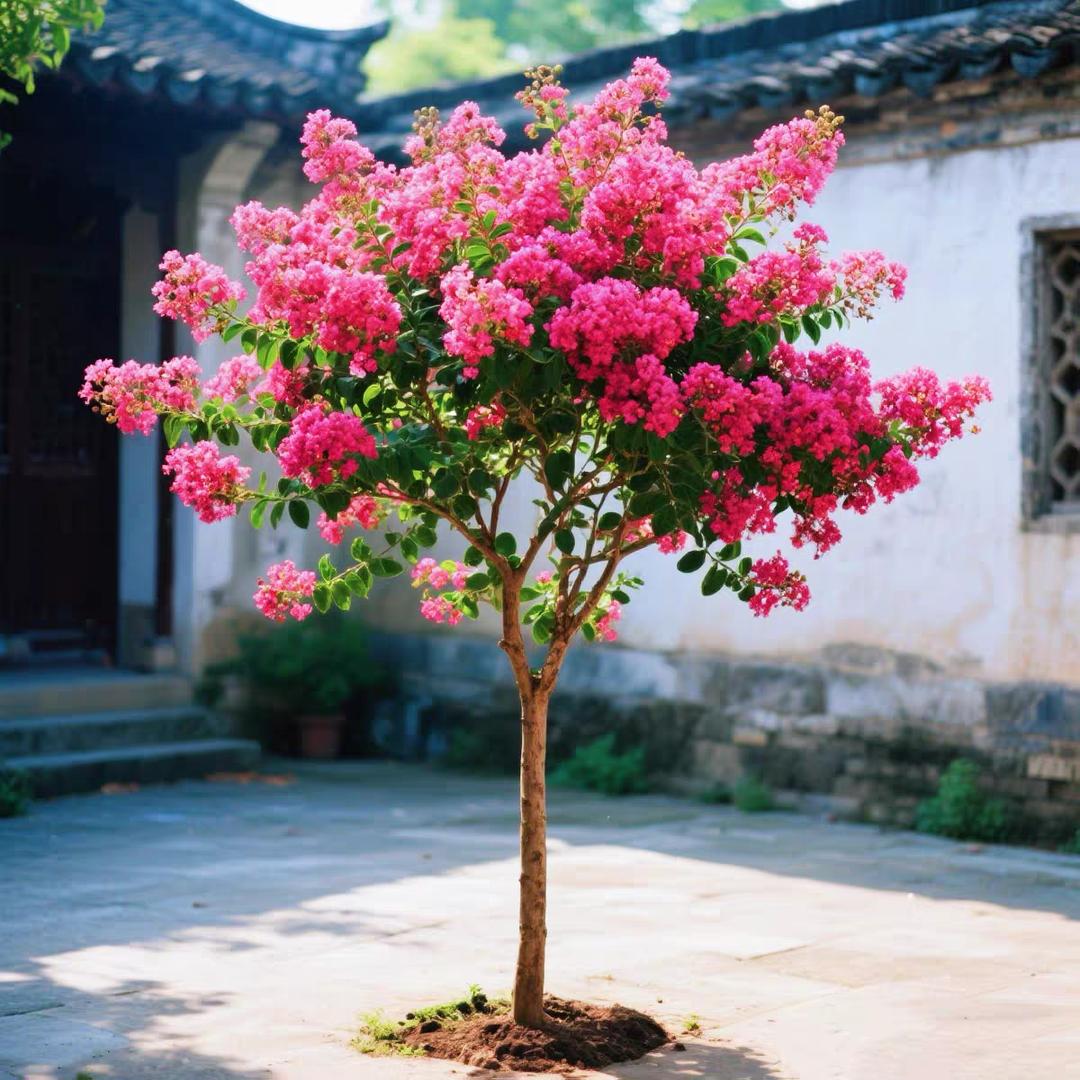 囍盈门花境绿植