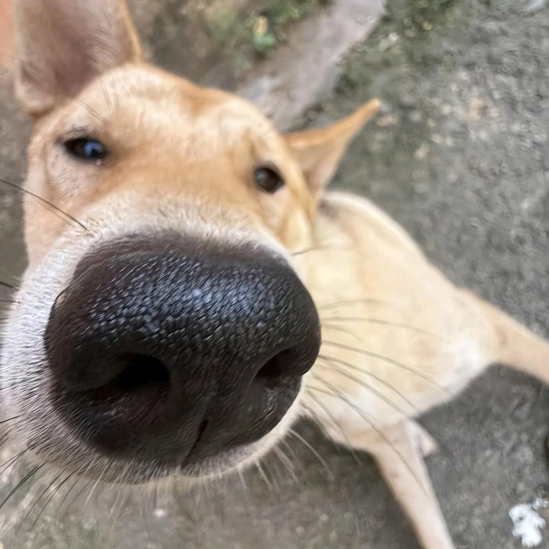 懒猪憨