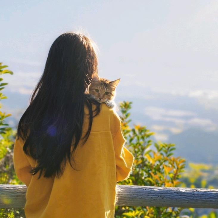 小猫法则