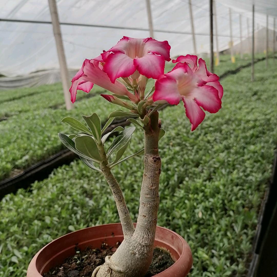 恒润沙漠玫瑰培育基地