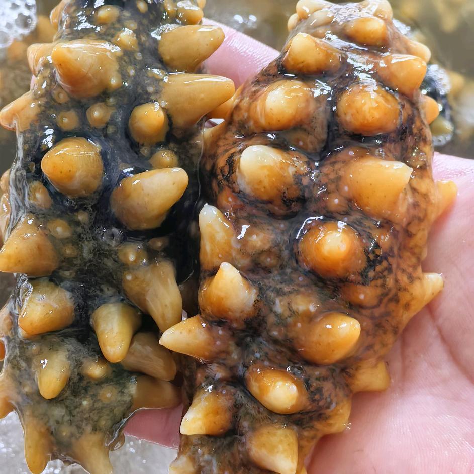 大崔海参心选
