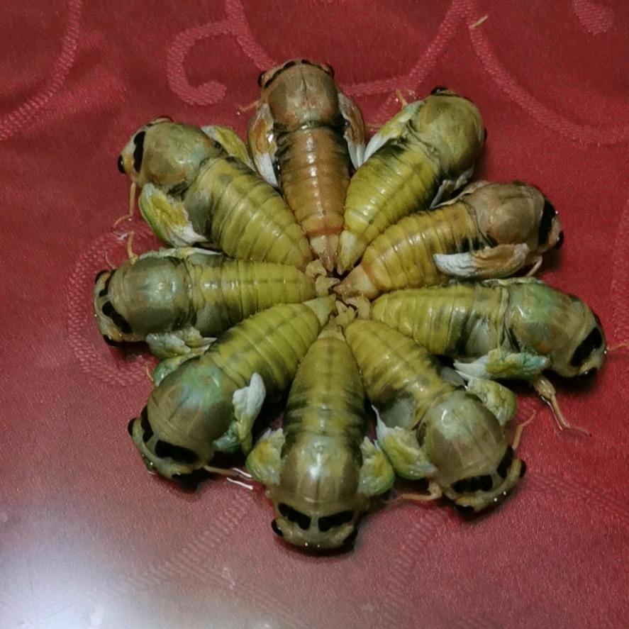 山东菏泽园鸣金蝉养殖基地