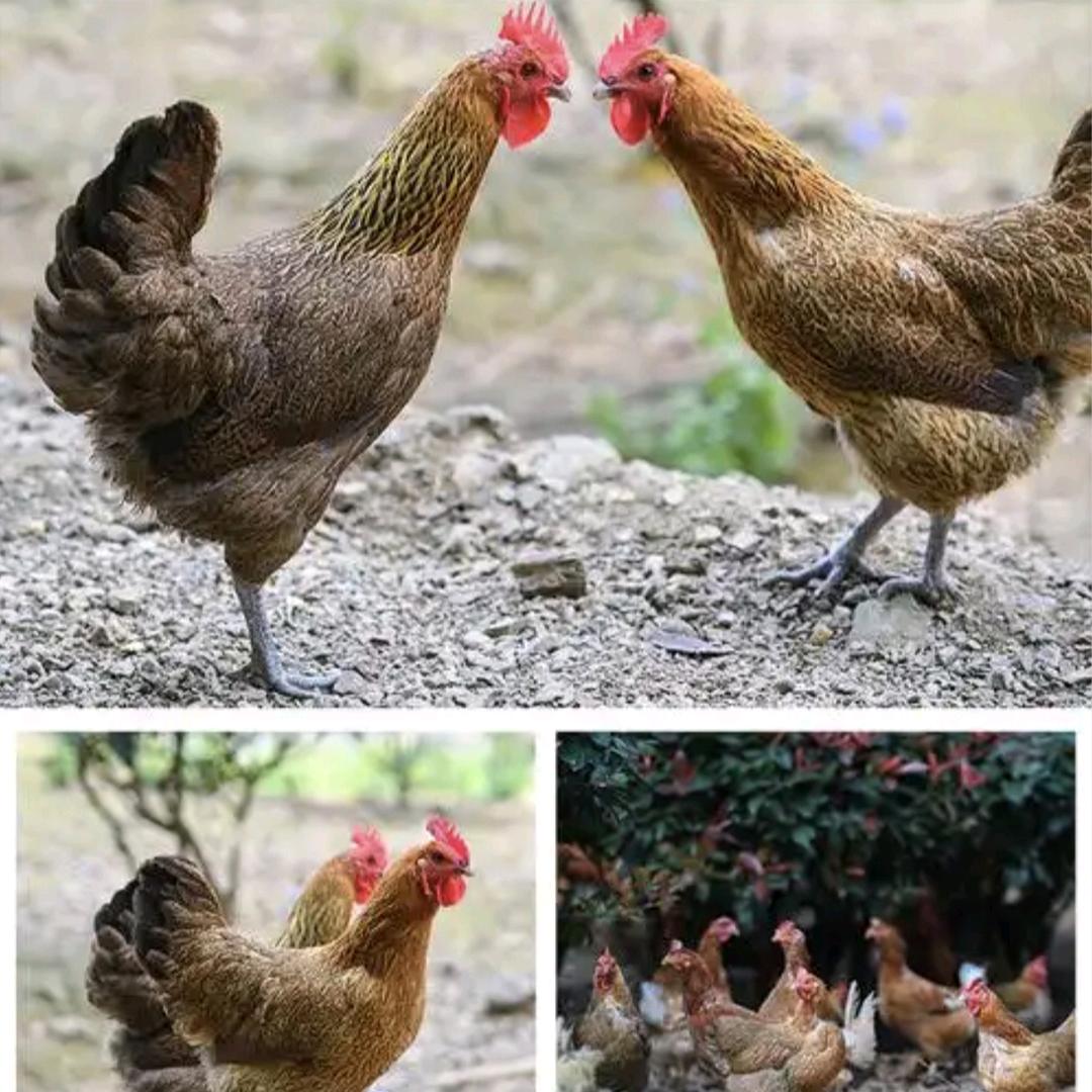 活禽批发(蔡达孟)