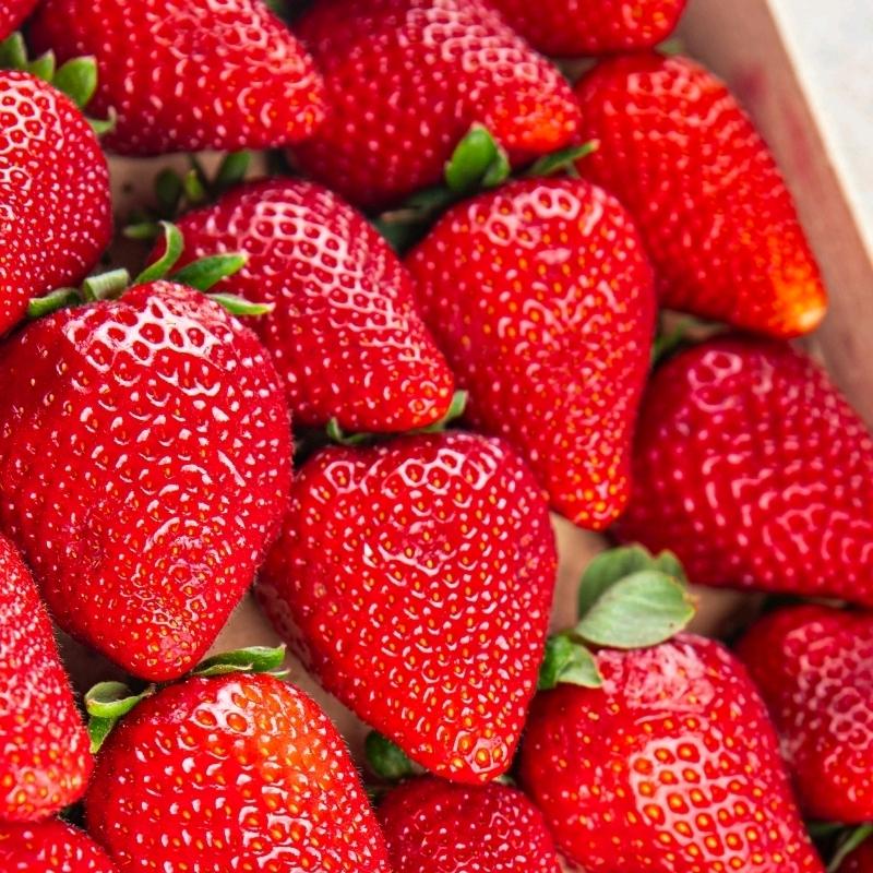 草莓🍓苗