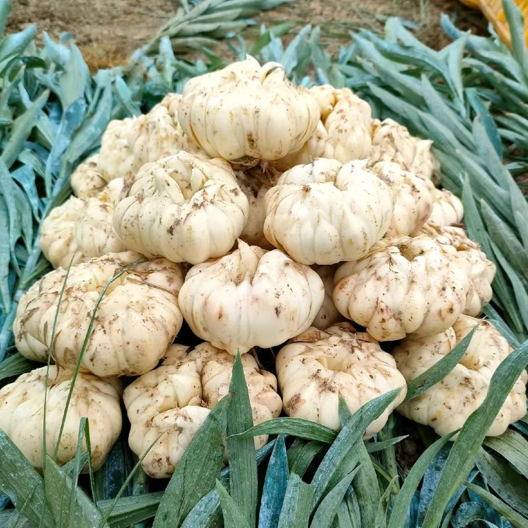 大山里种百合的小轩