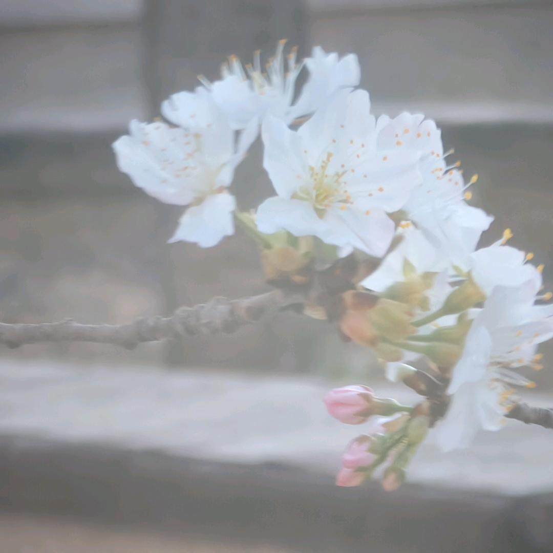 花姥