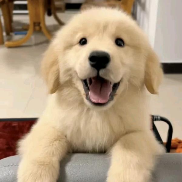 依古比古梦梦熊