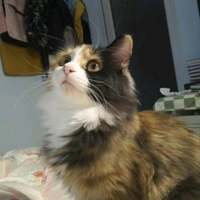艾研