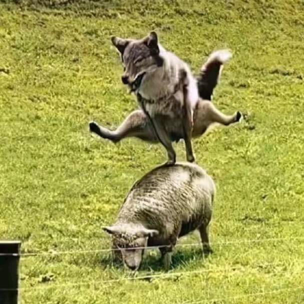 三鞭抽散M魂，老师我是圈外人