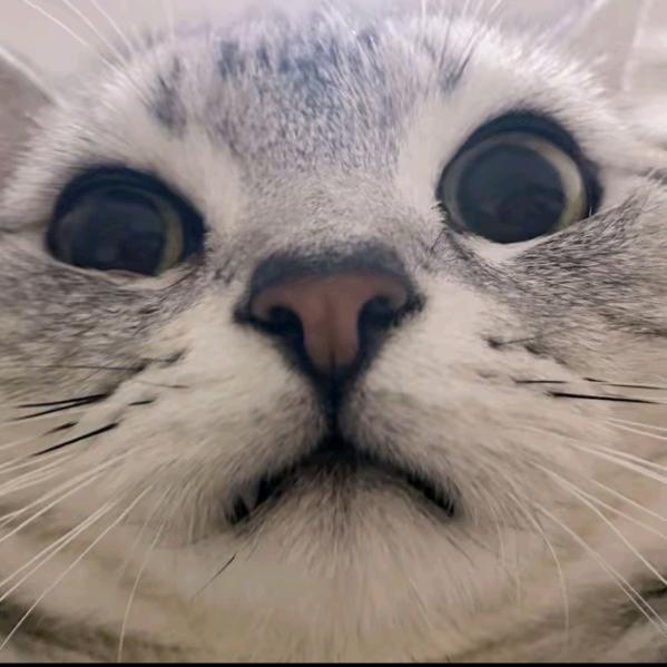小猫情感故事
