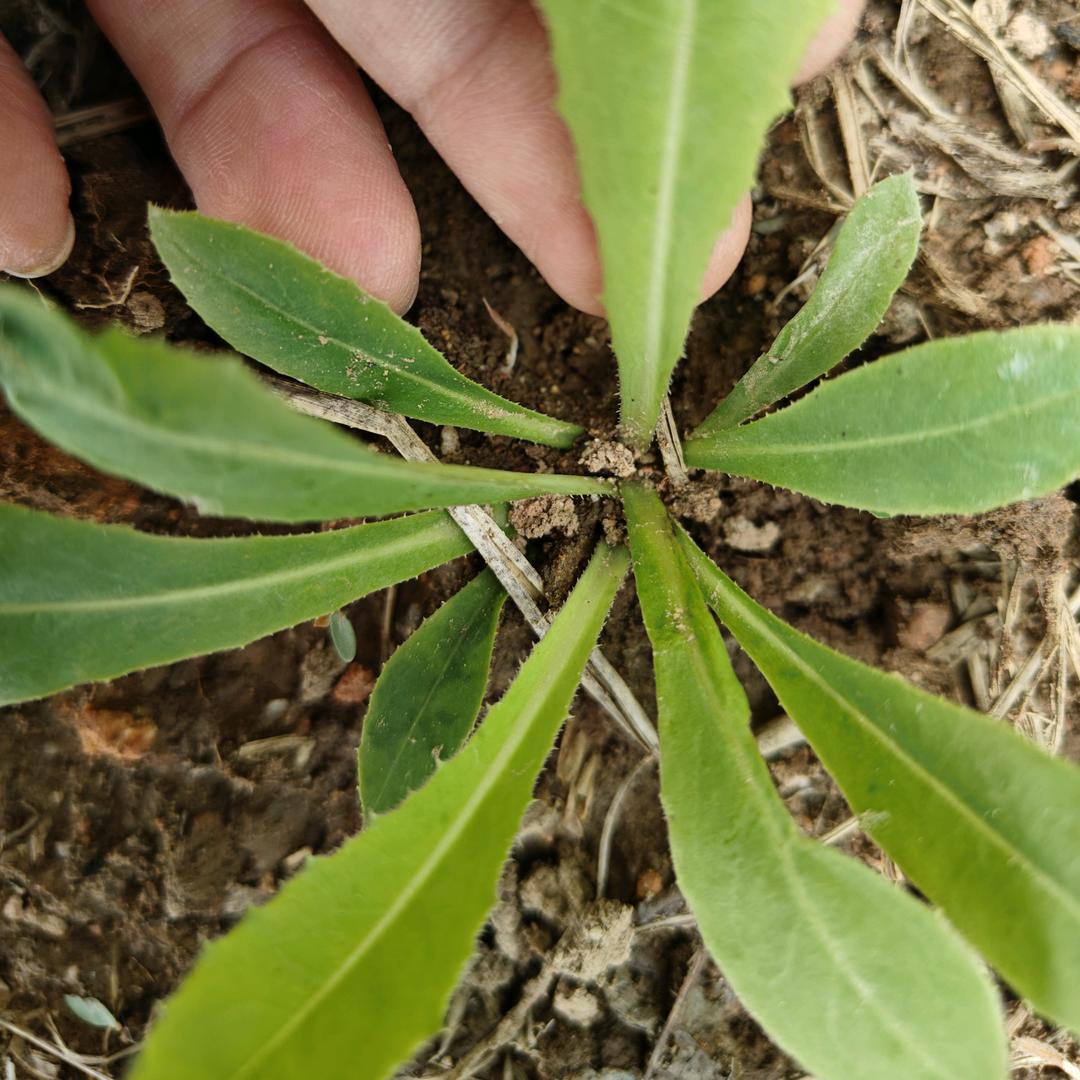苗岭花花草草陈鹏