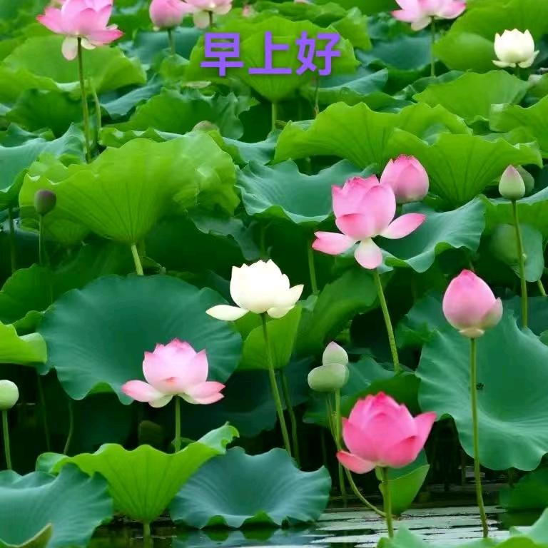 改变的唐飞