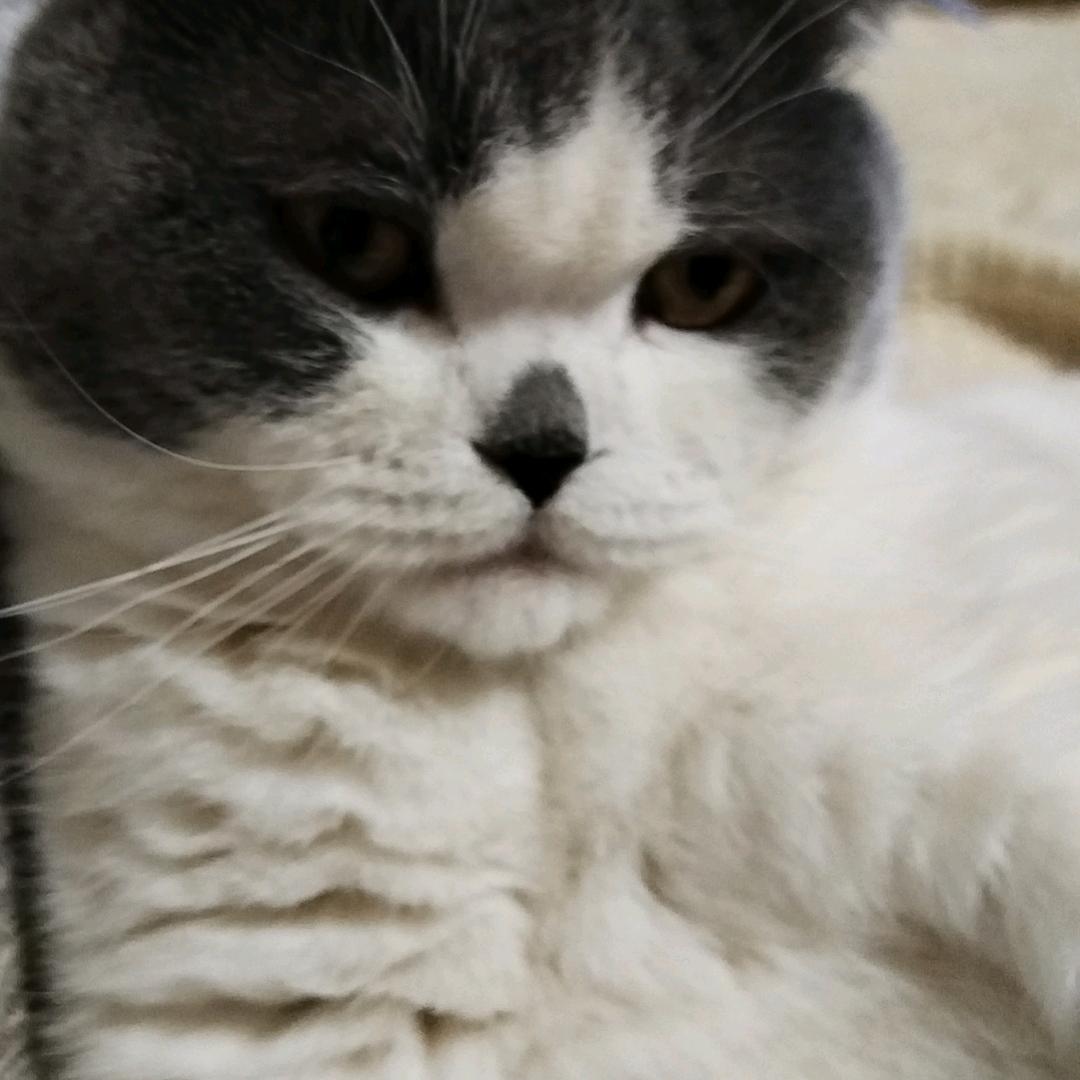 招财猫皮皮