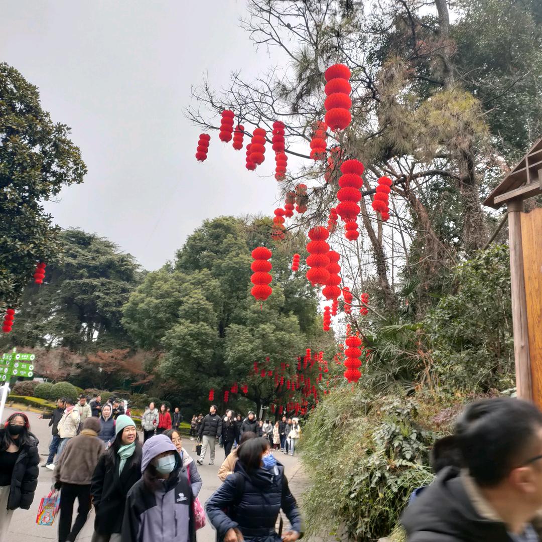 小龙子