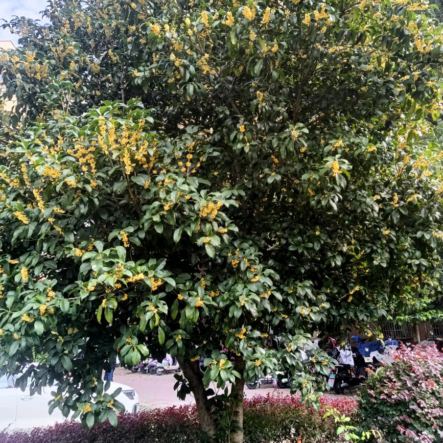 八月