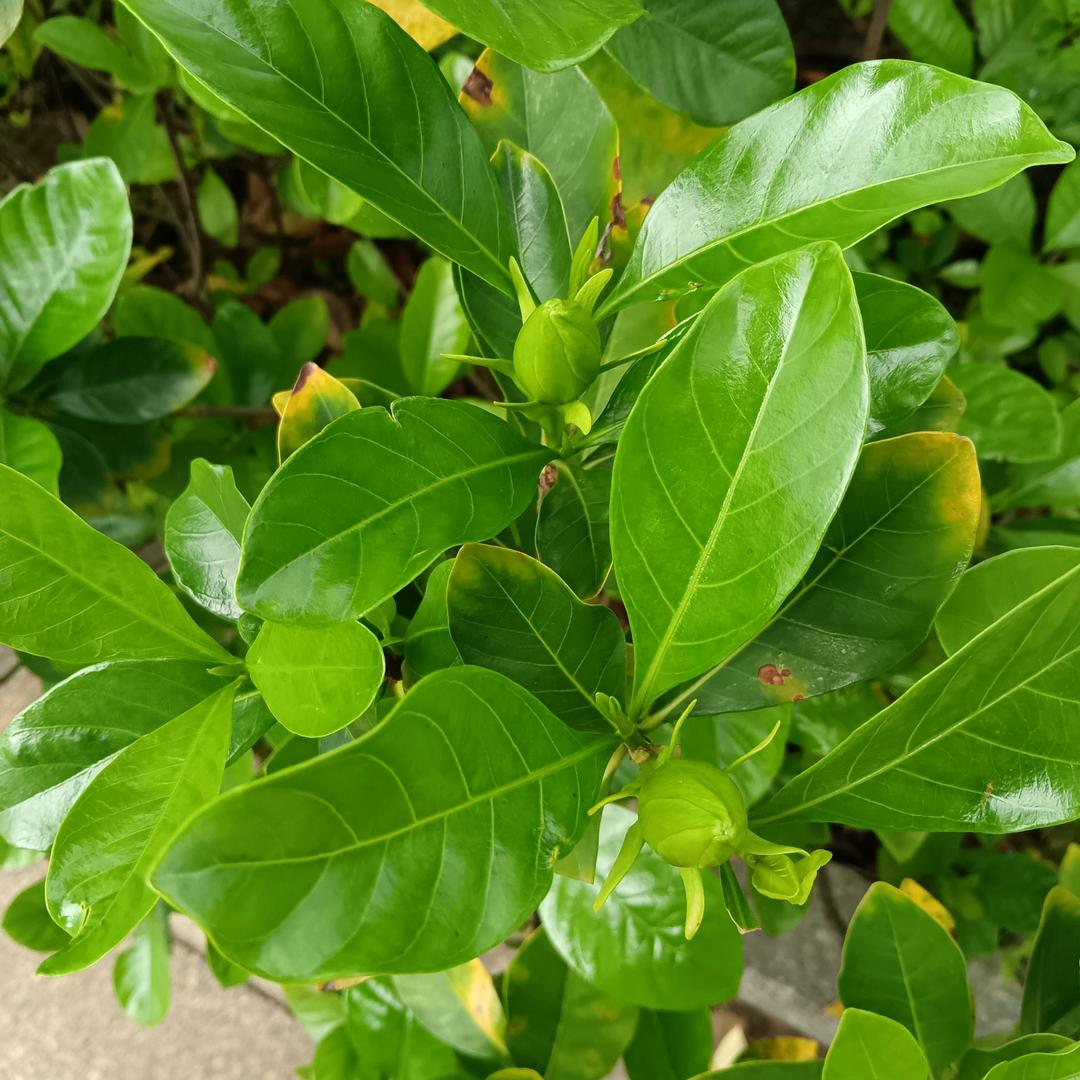 毛毛球