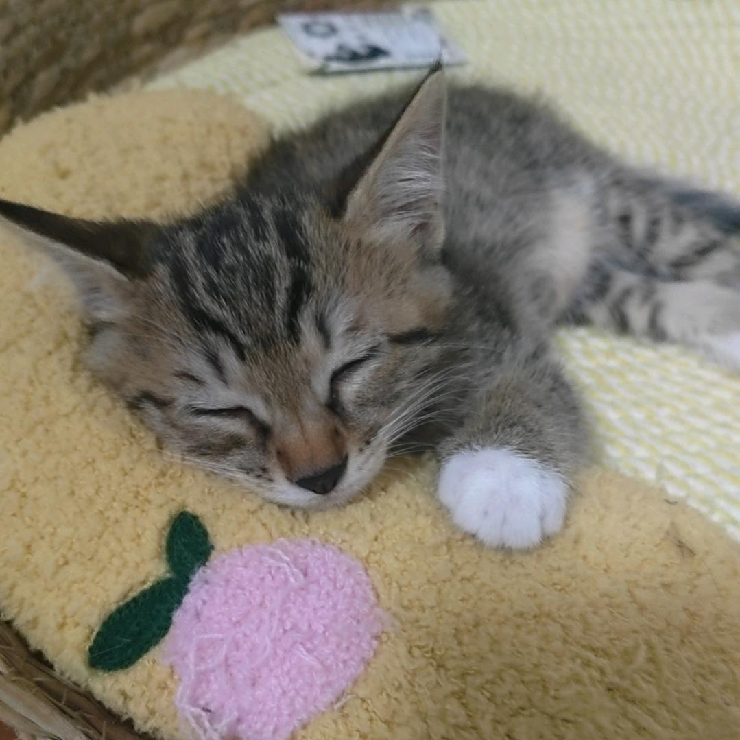 旺财是只猫🐱