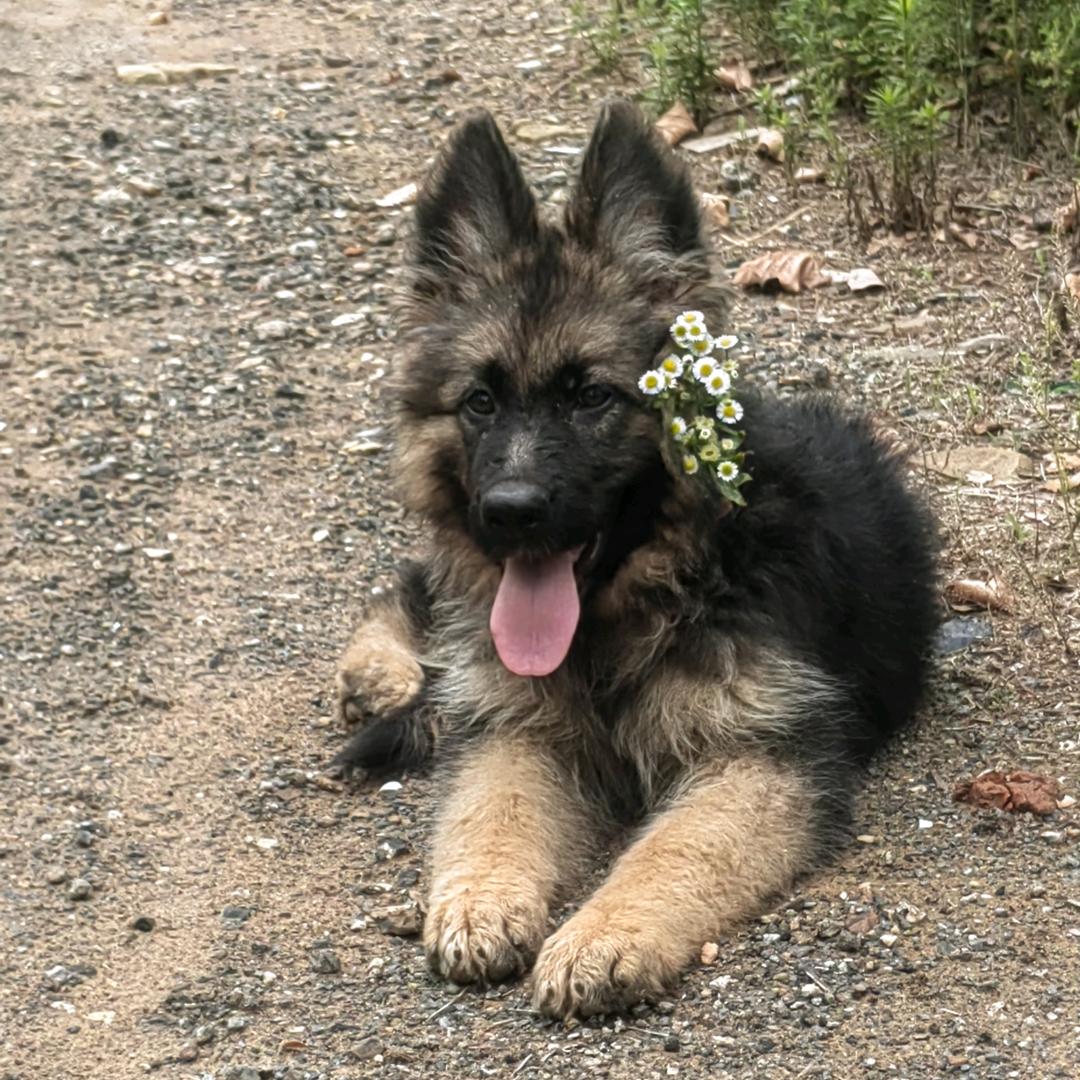 紫苏是条大狼狗