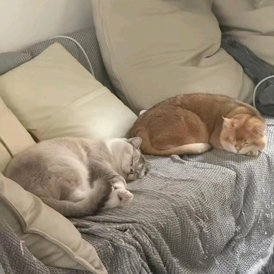 薄荷糖框框炫饭