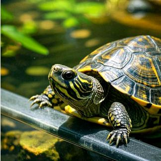 喜欢巴乌的蓝玄