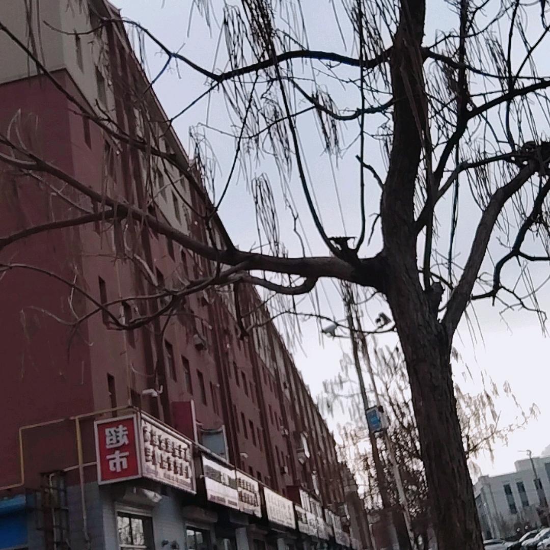 北方的狼