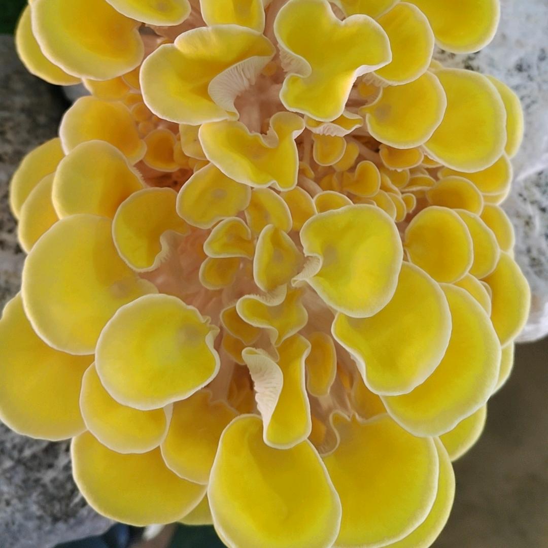 食用菌，大佬