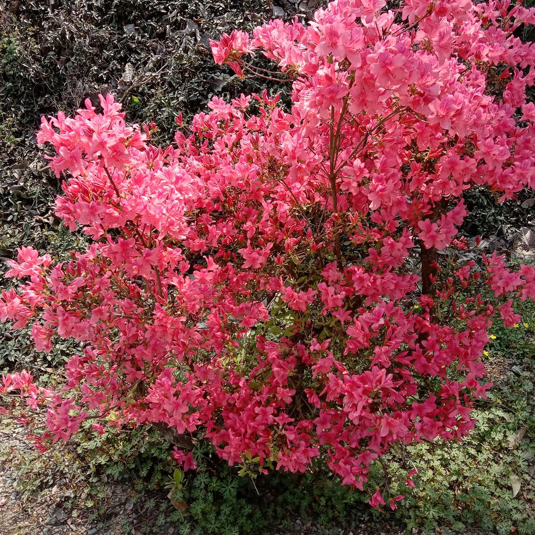 顺心顺意