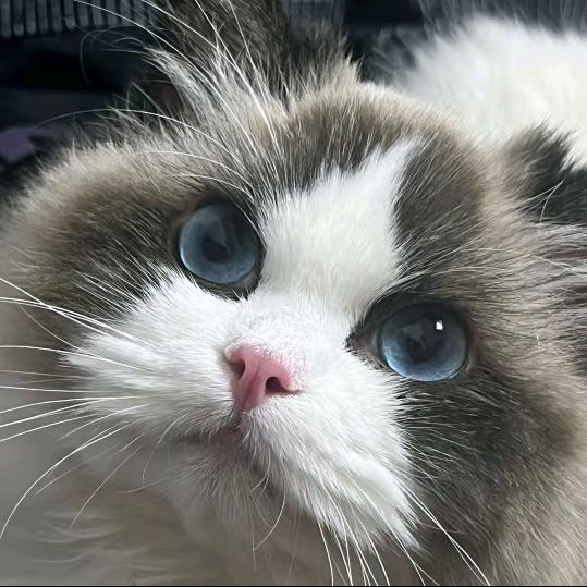 糖宝家布偶猫猫舍（洗猫号）