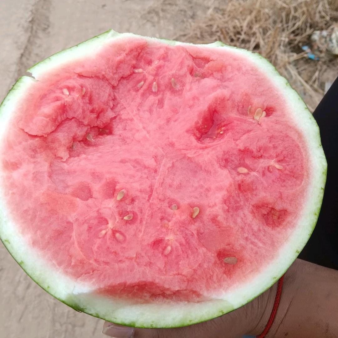 西瓜的春天