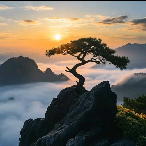 春树暮云