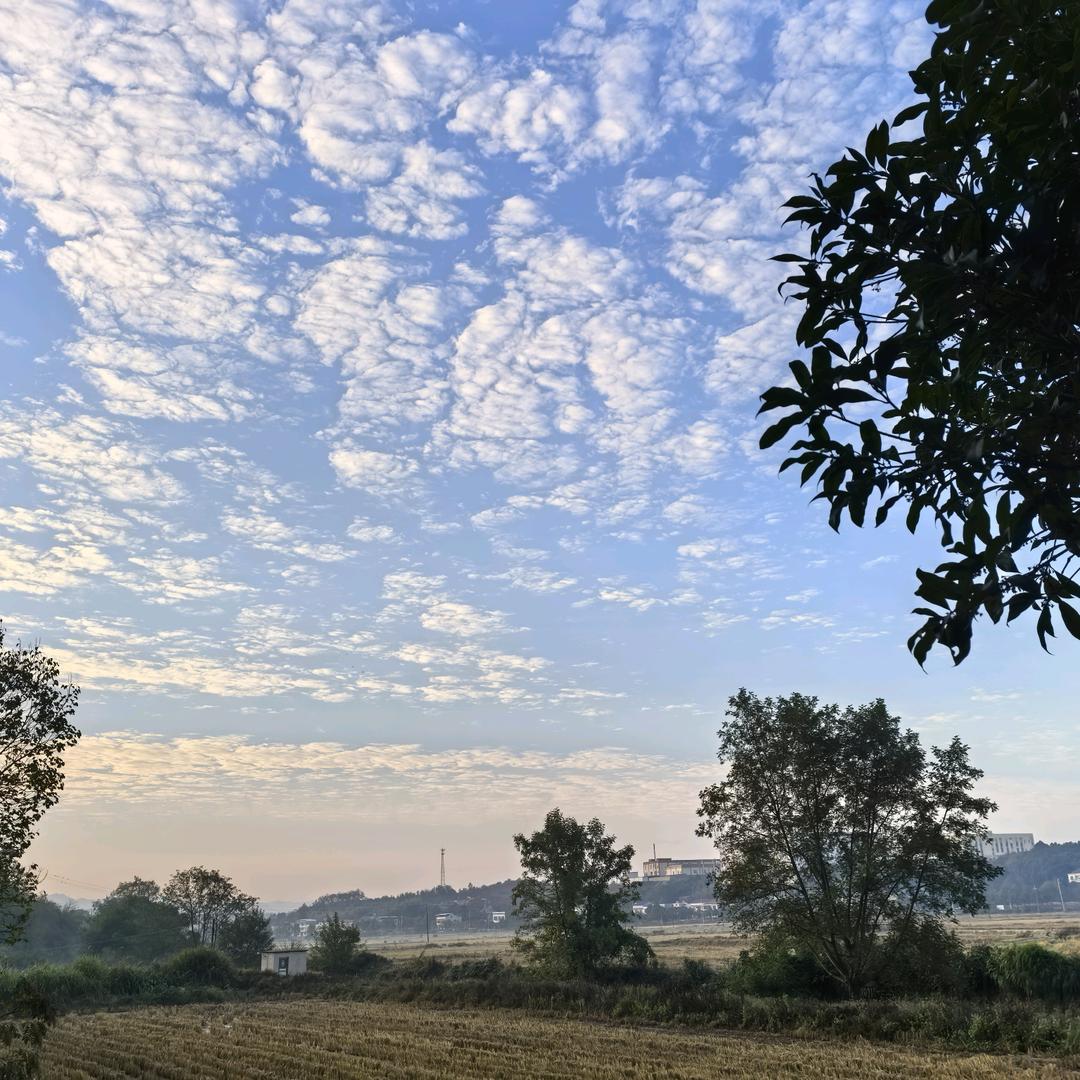 彩林霞（陶子）