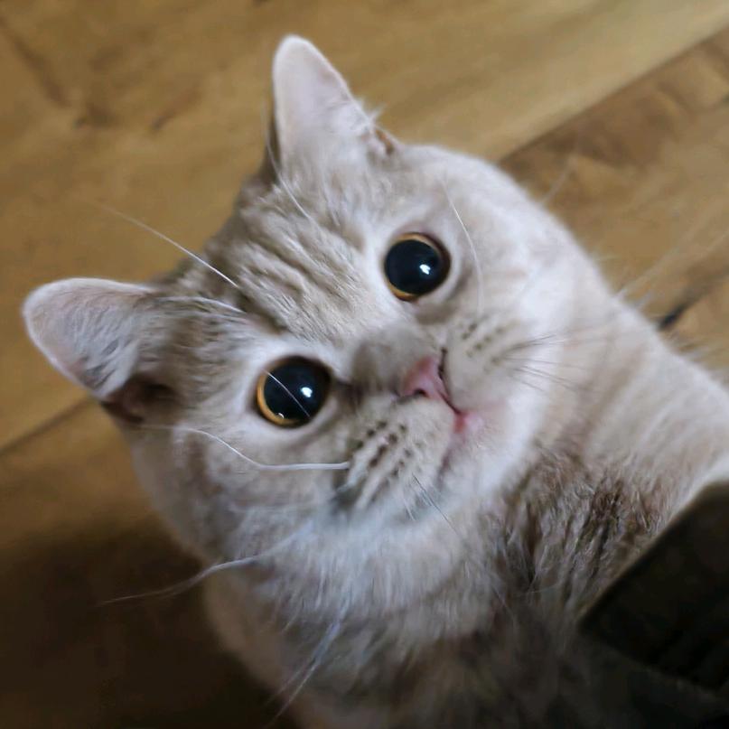 做一个有猫的人