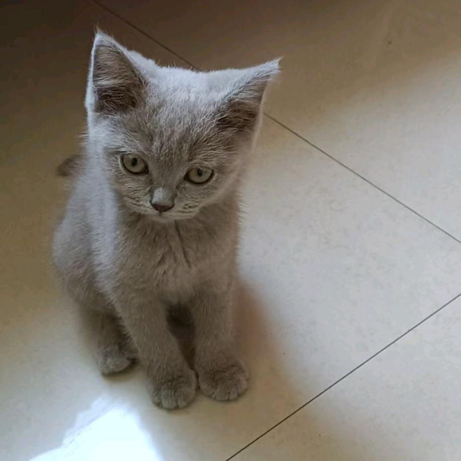 小不点