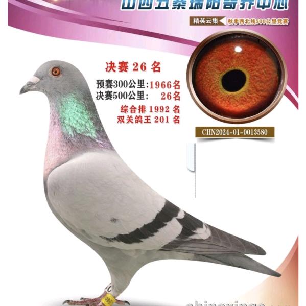 鹏鹏