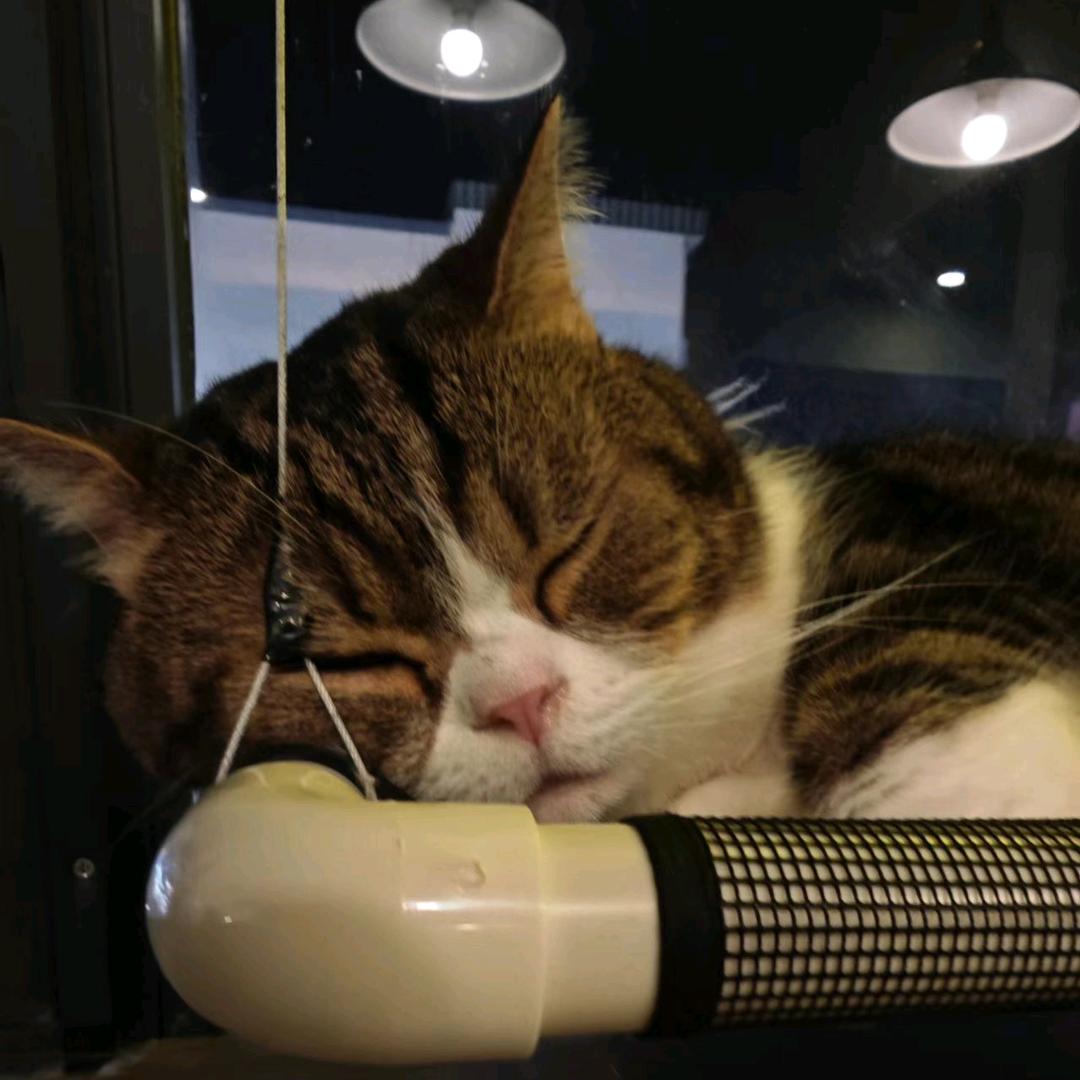品秋刀鱼的猫（天天开心)