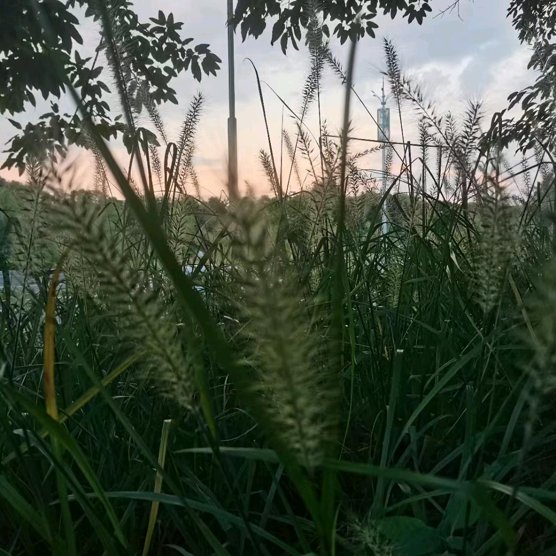 杂食动物