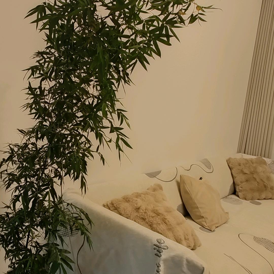 自由的风