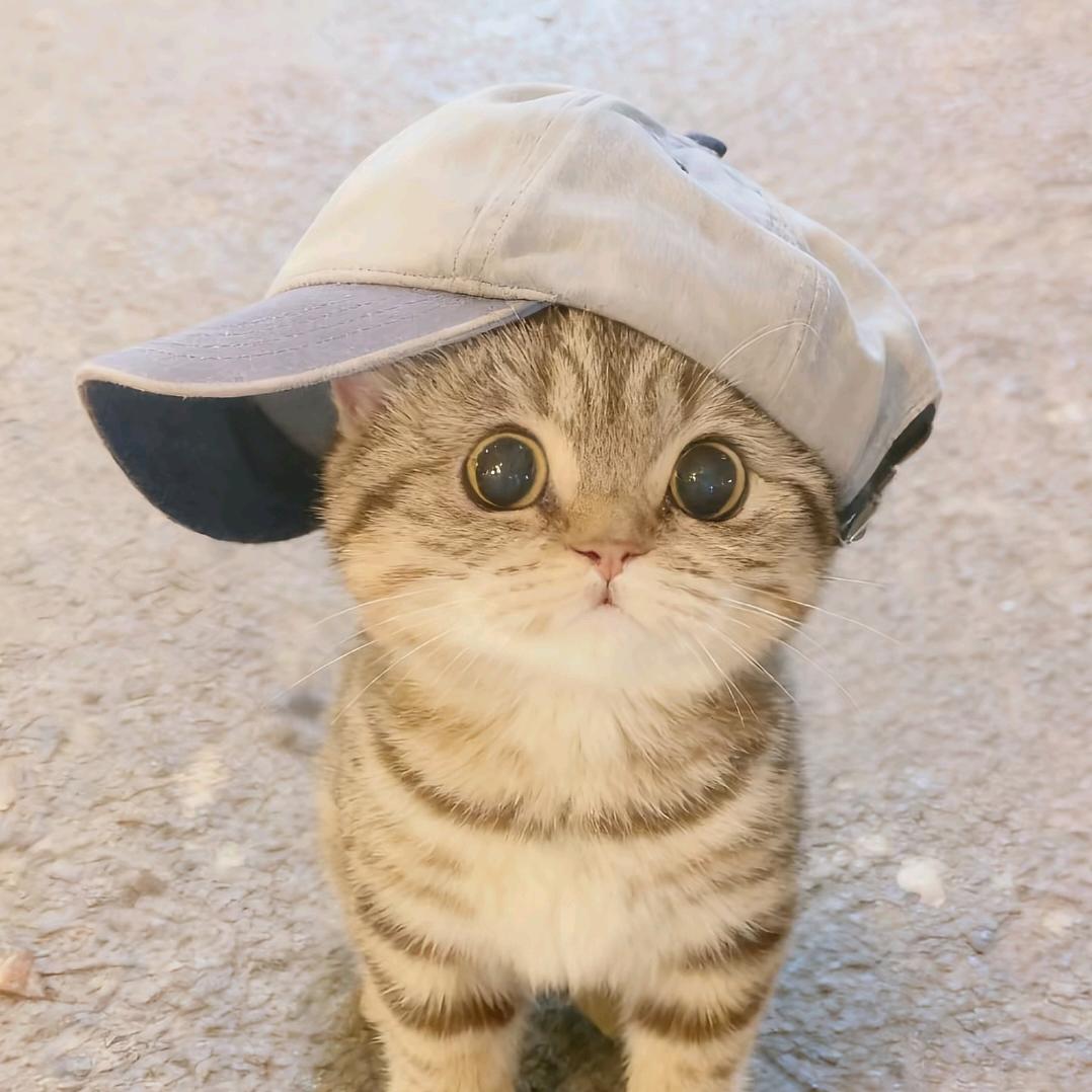 小猫怎么叫