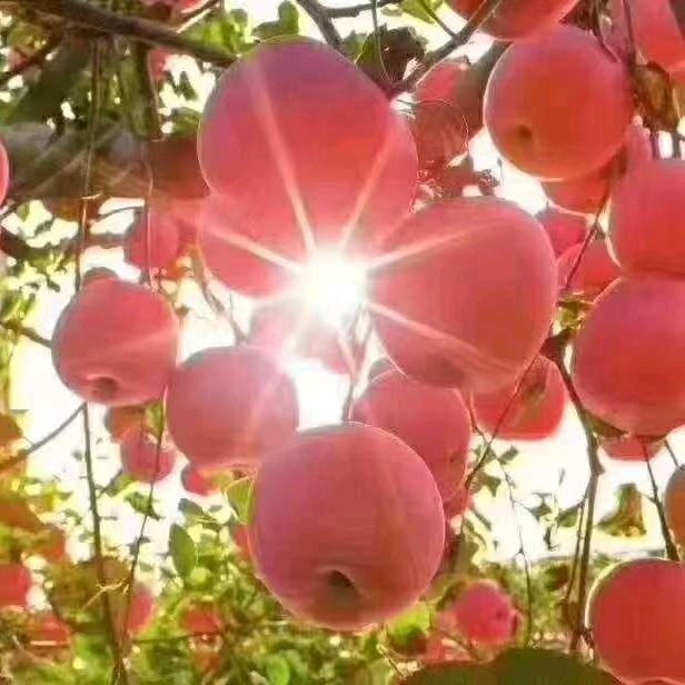 华华正能量