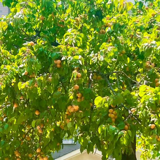 半亩心田种星河🔥