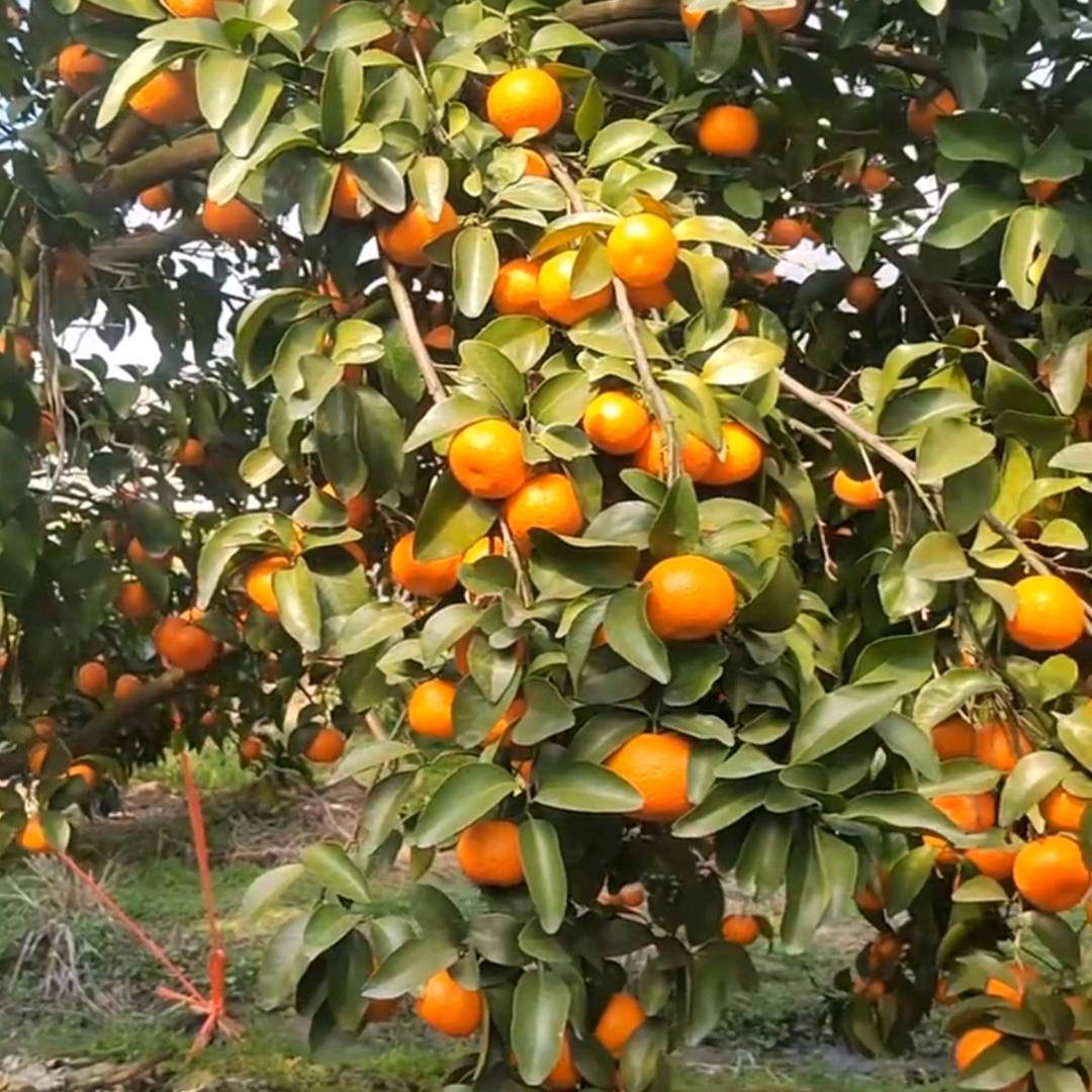 抱年园林果树苗木专卖店