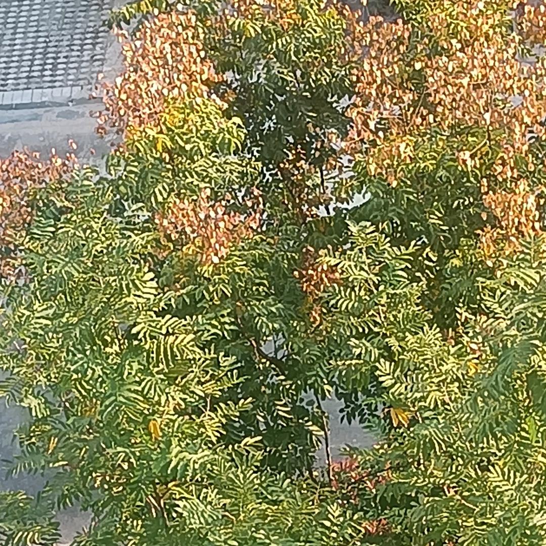 梅花开罗