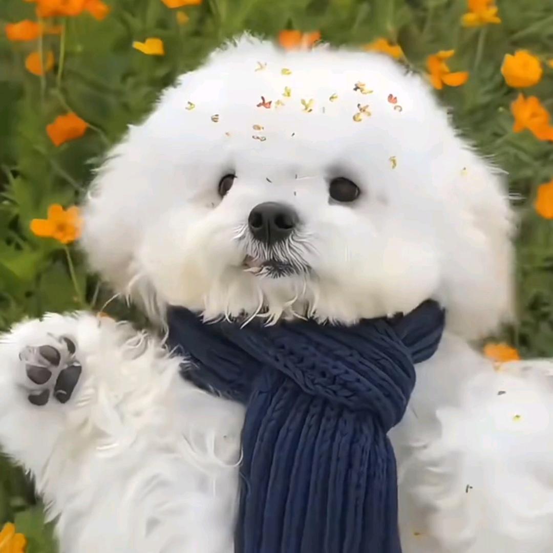 维