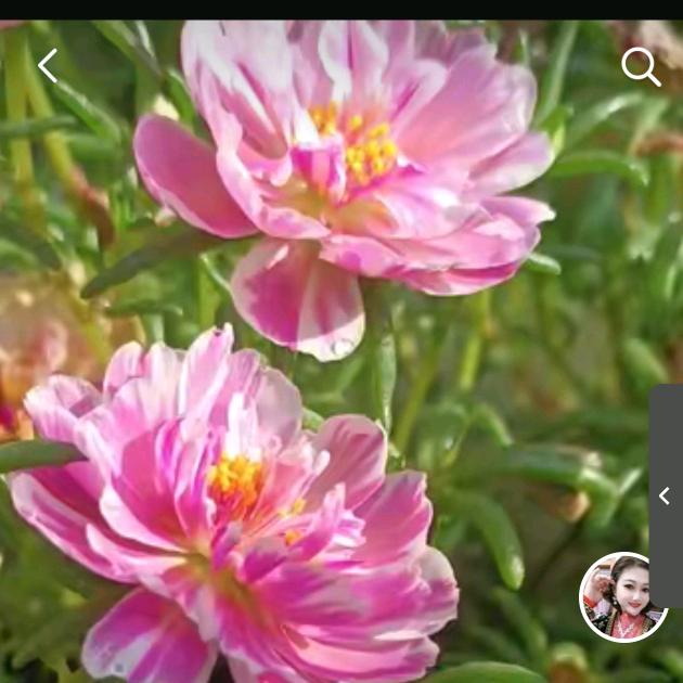 三花
