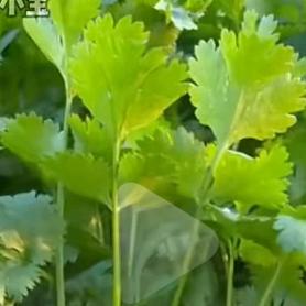 和平精英香菜。收刀
