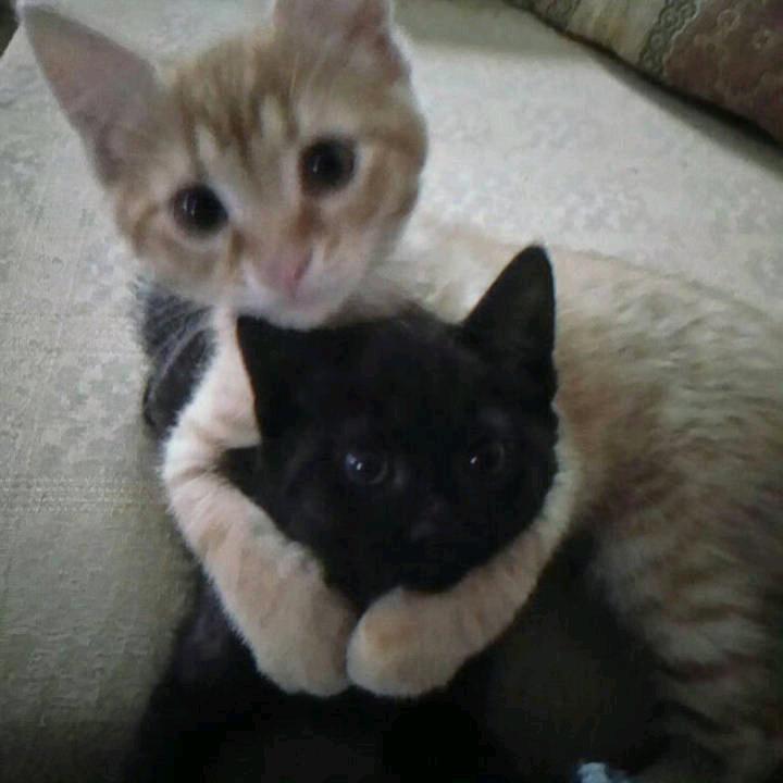 晚河舟