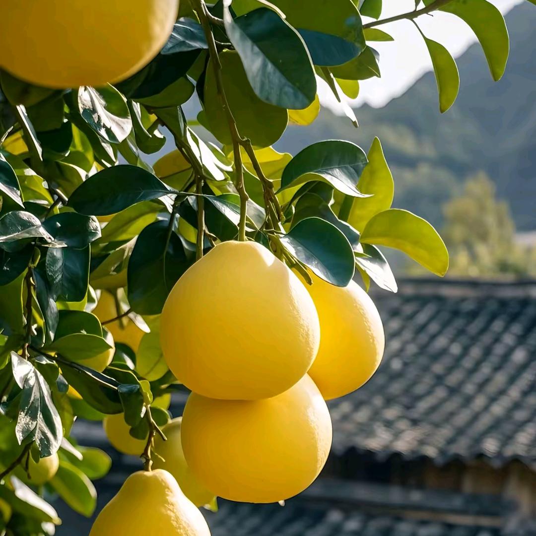 彬彬